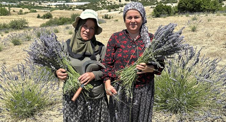 Antalya’da lavanta hasadı