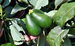 Avokado yetiştiriciliği nasıl yapılır?