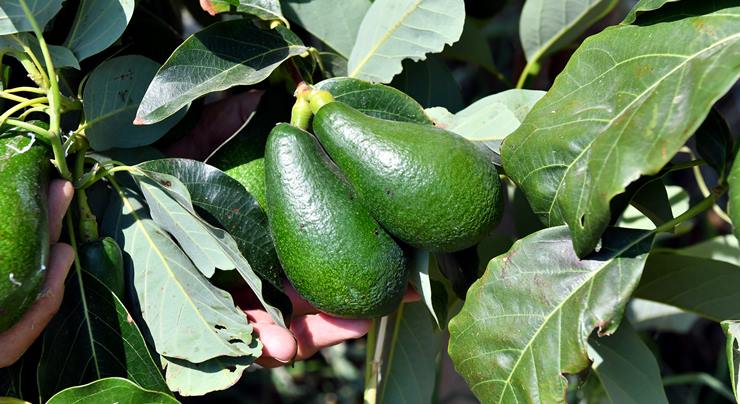 Üreticiye avokado fidanı desteği