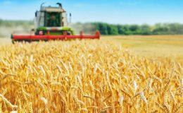 Üreticinin de, tüketicinin de sorunu buğday fiyatları