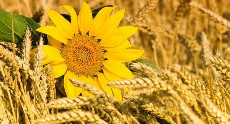 Neden Ukrayna ile Rusya daha çok buğday ve ayçiçeği üretiyor?