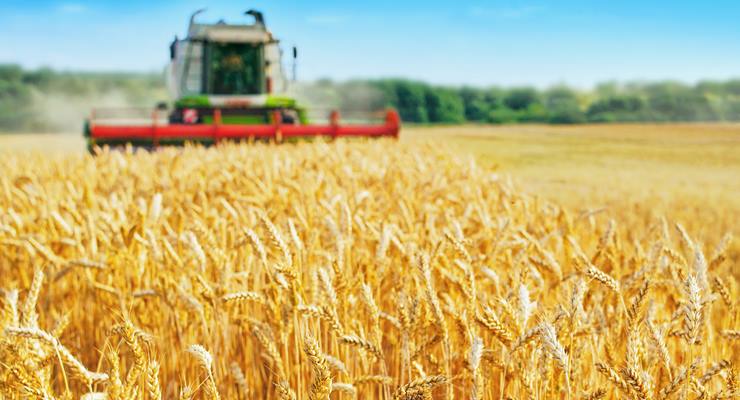 Üreticinin de, tüketicinin de sorunu buğday fiyatları