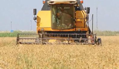 Yeni sezonda 24 milyon ton buğday üretimi bekleniyor