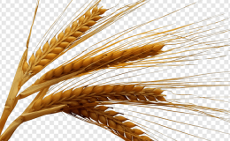 Ata tohumu buğday 12 bin dekar alanda ekildi…