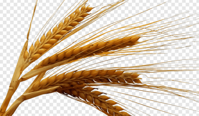 Ata tohumu buğday 12 bin dekar alanda ekildi…