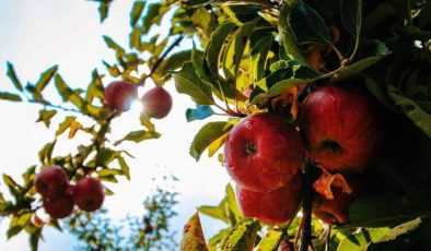Elma yetiştiriciliğinde meyve seyreltmesi nasıl yapılır?