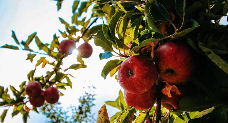 Elma yetiştiriciliğinde meyve seyreltmesi nasıl yapılır?