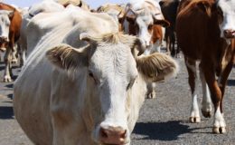 Süt ineklerinin bakımı nasıl yapılır?