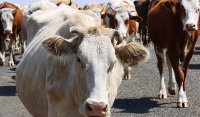 Süt ineklerinin bakımı nasıl yapılır?