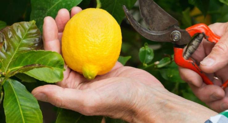 Limonda üretici/market farkı yüzde 634,4…