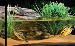 Su kaplumbağasının suyu nasıl değiştirilir?