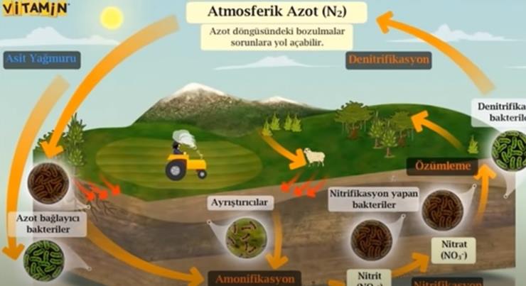 Şeker Gübresi nedir, nerelerde kullanılır?/ Video