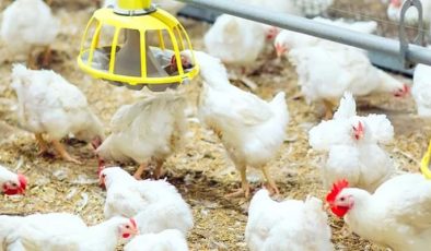 Tavuk eti ile yumurta üretimi arttı