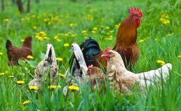 Organik tavuk nasıl yetiştirilir?