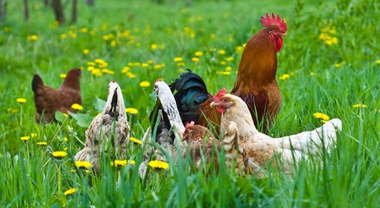 Organik tavuk nasıl yetiştirilir?