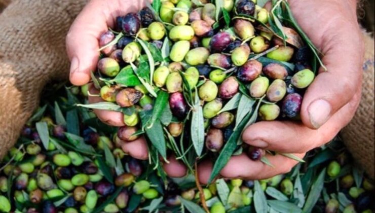 Çanakkale’de sezonun ilk zeytinleri işleniyor…