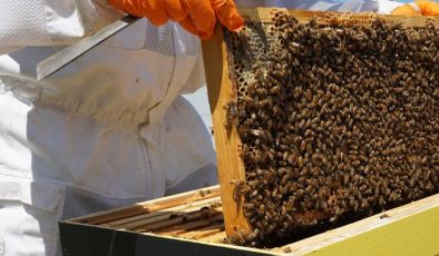 Arı yetiştiriciliği nasıl yapılır?