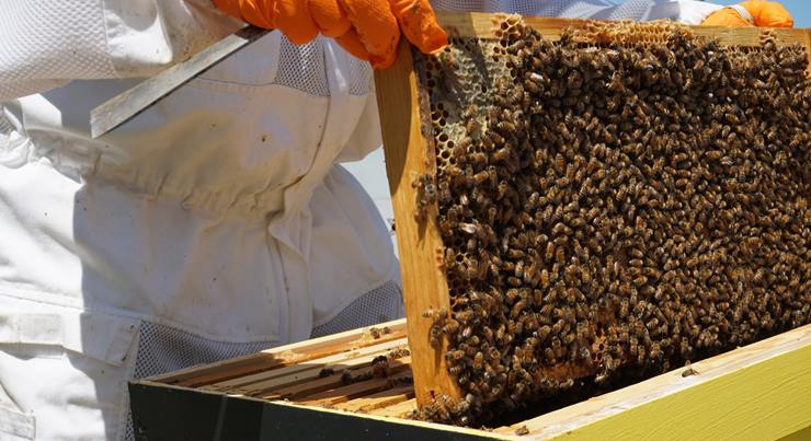 Arı yetiştiriciliği nasıl yapılır?