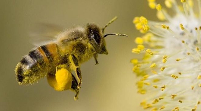Bal arıları tehdit altında!
