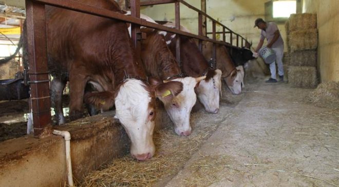 Yem sektöründe büyümenin anahtarı nitelikli besleme oldu