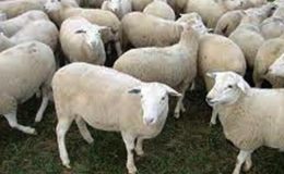 Damızlık koyun seçimi nasıl yapılır?