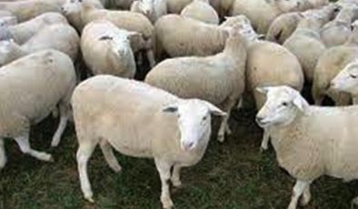 Damızlık koyun seçimi nasıl yapılır?