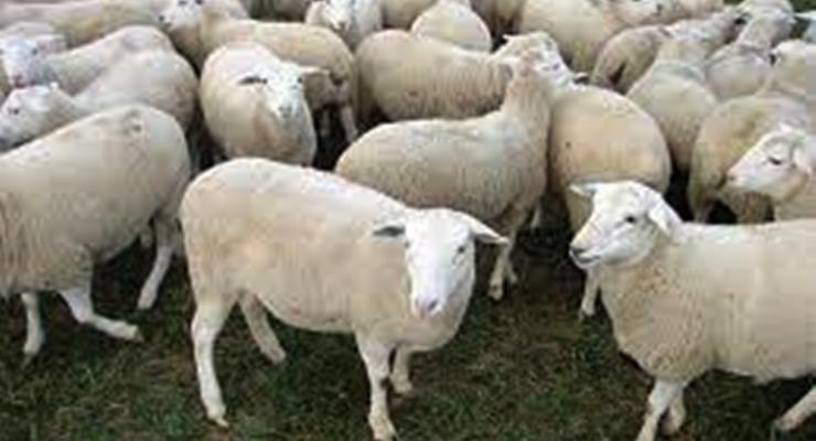 Merinos koyununun özellikleri nelerdir?