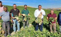 Pancar üretiminde masraflar iki katına çıktı!