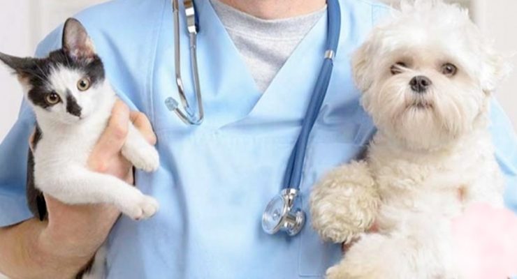 TVHB’den “hayvanların hastanelerde tedavisine” ilişkin açıklama…