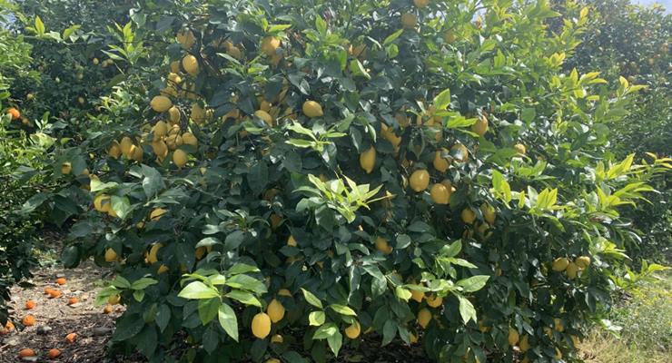 Üretici limon ağaçlarını söküyor!