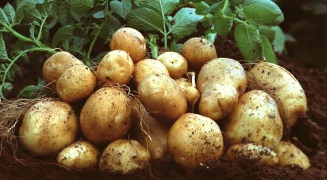 Mersin Limanı’nda virüslü patates alarmı