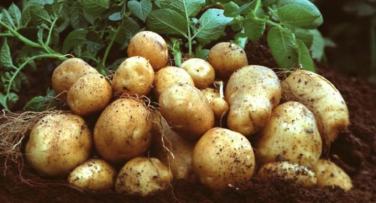 Patates yetiştiriciliği nasıl yapılır? ​