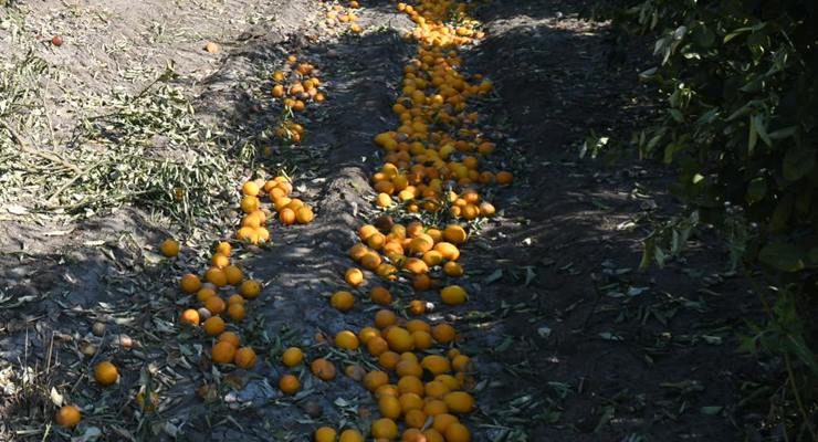 STK’lar turunçgiller için ortak açıklama yaptı…