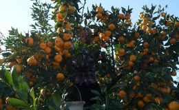 Satsuma mandalinasının dışsatımı başlıyor…