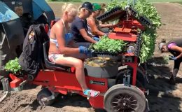 Ukrayna’nın köylü kızları çiftçilik yapıyor/ Video