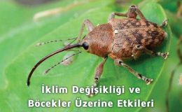 İklim değişikliği ve böcekler üzerine etkileri