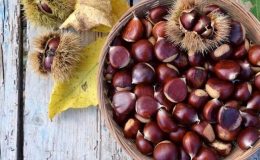 Kestane ağacı nasıl yetiştirilir?