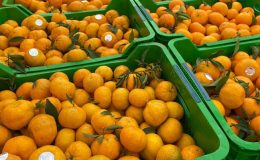 Satsuma mandalina dışsatımı başladı…