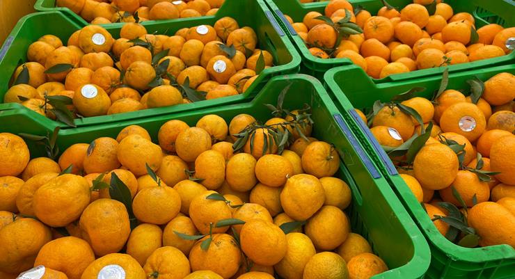 Satsuma mandalina dışsatımı başladı…