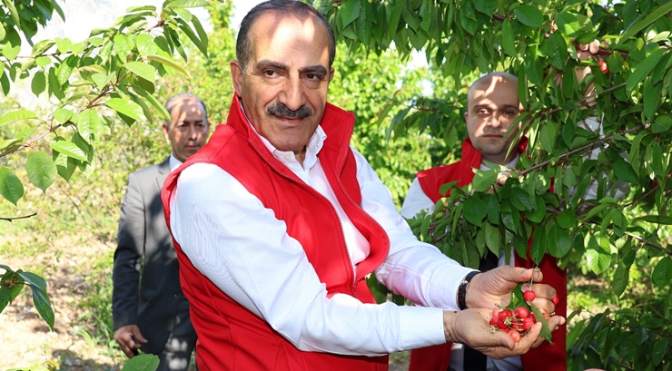 Kiraz ağaçları meyve verdi; dışsatıma hazır…