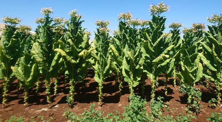 Yeni tütün ile tütün ürünleri vergi tutarı Resmi Gazete’de yayımlandı…