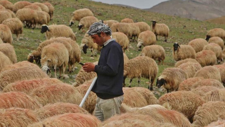 Hayvan üreticilerinin çoban sorunu da var!