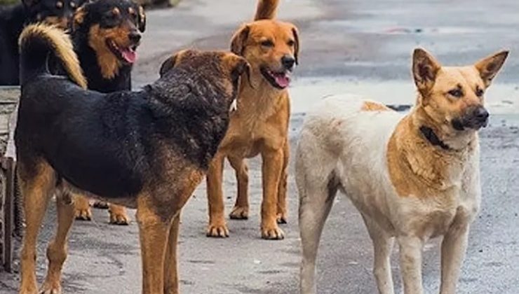 Sokak hayvanları düzenlemesi yasalaştı