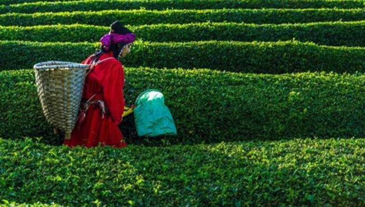 2024 yılı yaş çay alım fiyatı açıklandı