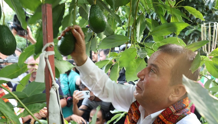 Antalya’da avokado ile mango hasadı