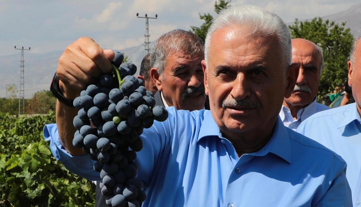 Binali Yıldırım, cimin üzümü hasadına katıldı…