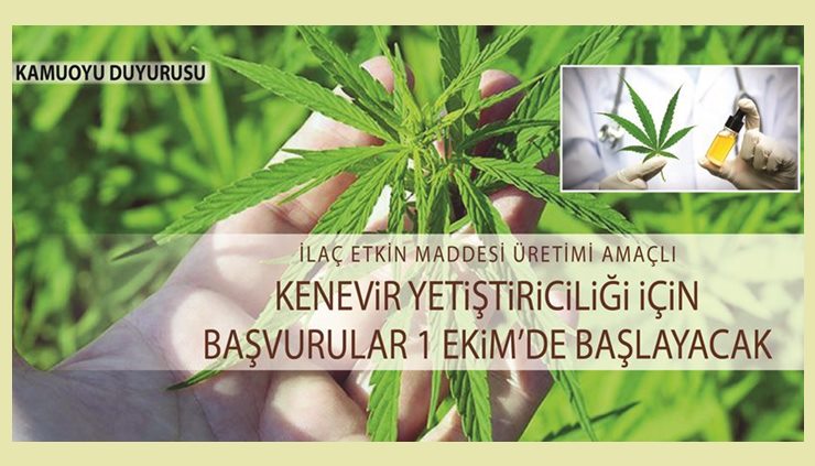 Kenevir yetiştiriciliği için başvurular 1 Ekim’de başlayacak kenevir yetiştiriciliği , başvurular 1 ekim’de