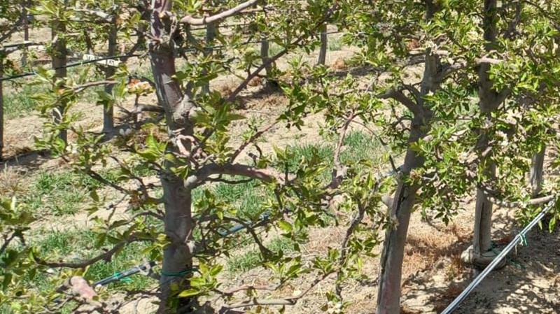 Don felaketi Niğde’deki elma bahçelerini vurdu