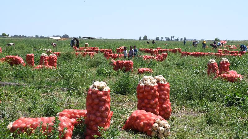 Mısır’dan Özbekistan’a kadar her yerden soğan geliyor…