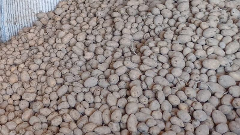 Berlin’de patates seli…